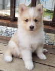 Prodám štěňata Pomskies (kříženec sibiřský husky a pomeranian)