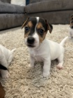 zskejte k prodeji asn a zdrav tata jack russell terira.