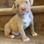 tata americkho pitbull terira