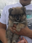 Prodám štěňata pomeraniana.
