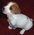 získejte k prodeji úžasná a zdravá štěňata jack russell teriéra.