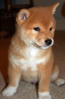 ŠTĚŇATA MINI SHIBA INU