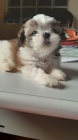 MINI SHIH TZU