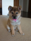 ŠTĚŇATA MINI SHIBA INU