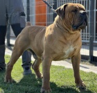 Jihoafrick mastin - Boerboel tata