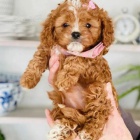 mini tata Cavapoo