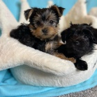 MINI ŠTĚŇÁTKO YORKIPOO