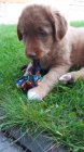 Nabídka krytí - Nova Scotia Duck Tooling Retriever