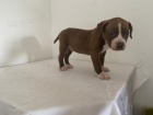 štěňata amerického pitbull teriéra