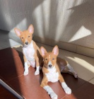 Prodám štěňata Basenji