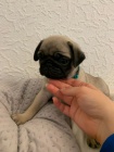 Mops štěňata bez PP