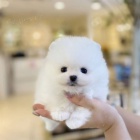 Německý špic. Mini pomeranian bez PP