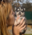 PRODÁM ŠTĚŇATA ALASKAN KLEE KAI