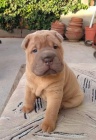 Shar-pei očkovaná štěňata