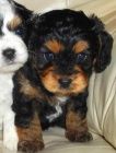 MINI ŠTĚŇÁTKO YORKIPOO
