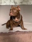 American Bully Exotic Micro štěňata