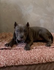 American Bully Exotic Micro štěňata