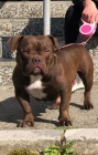 American Bully Exotic Micro štěňata