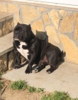 American Bully Exotic Micro štěňata