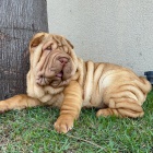 Shar-pei očkovaná štěňata