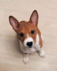 Prodám štěňata Basenji
