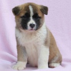 Japonská štěňata Akita Inu k adopci
