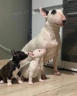Prodám štěňata MINI BULLTERIÉRA