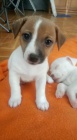 získejte k prodeji úžasná a zdravá štěňata jack russell teriéra.