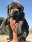 Prodám zdravá očkovaná štěňata italského Cane Corso