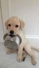 Zdravá a krásná štěňata labradorského retrívra a pejska na prodej.
