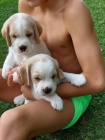 Bígl beagle štěňátka s PP