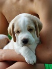 Bígl beagle štěňátka s PP