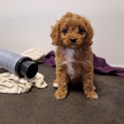 Štěňata Cavapoo
