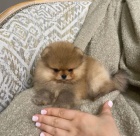 miniaturní štěňata pomeranianů na prodej.