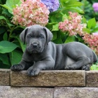Prodám zdravá očkovaná štěňata italského Cane Corso
