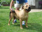 Boerboel (jihoafrický mastif) štěňata