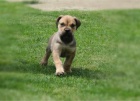 Boerboel (jihoafrický mastif) štěňata