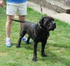 Boerboel (jihoafrický mastif) štěňata