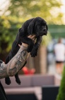 Cane Corso štěňata