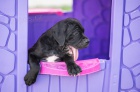 Cane Corso štěňata