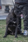 Cane Corso štěňata