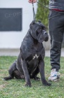 Cane Corso štěňata