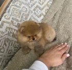 miniaturní štěňata pomeranianů na prodej.
