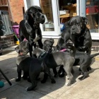 Prodám zdravá očkovaná štěňata italského Cane Corso