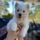 Prodám mini mini štěňata West Highland White Terriers