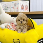 Štěňata Maltipoo na prodej