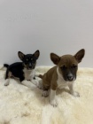 Basenji štěňata na prodej