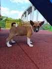 Basenji štěňata na prodej