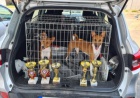 Basenji štěňata na prodej
