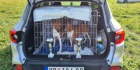 Basenji štěňata na prodej